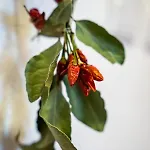 Milica Apartman *