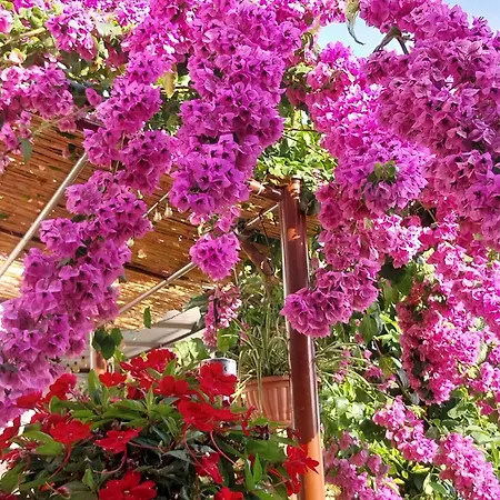 Milica * Rab Town